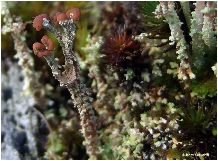 Cladonia ramulosa