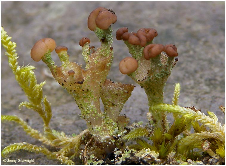 Cladonia ramulosa