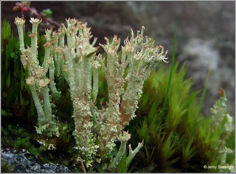 Cladonia ramulosa