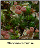 Cladonia ramulosa