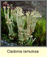 Cladonia ramulosa