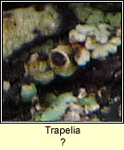 Trapelia Q