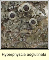 Hyperphyscia adglutinata