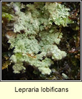 Lepraria lobificans