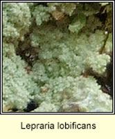 Lepraria lobificans