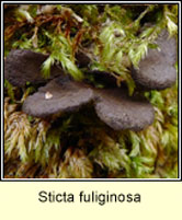 Sticta fuliginosa