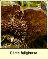 Sticta fuliginosa