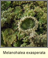 Melanohalea exasperata