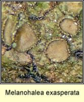 Melanohalea exasperata