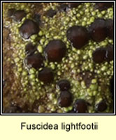 Fuscidea lightfootii