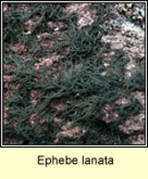 Ephebe lanata