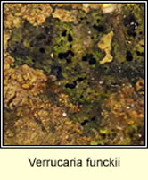 Verrucaria funckii