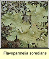 Flavoparmelia soredians