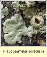 Flavoparmelia soredians