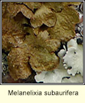 Melanelixia subaurifera