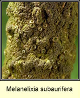 Melanelixia subaurifera