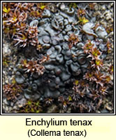 Enchylium tenax, Collema tenax