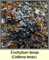 Collema tenax