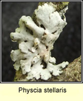 Physcia stellaris