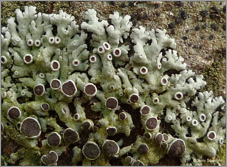 Physcia stellaris