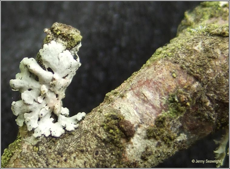 Physcia stellaris
