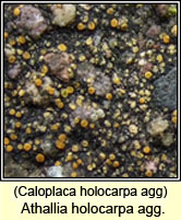 Athallia holocarpa agg, Caloplaca holocarpa