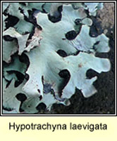 Hypotrachyna laevigata