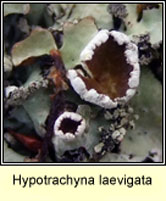 Hypotrachyna laevigata, fertile