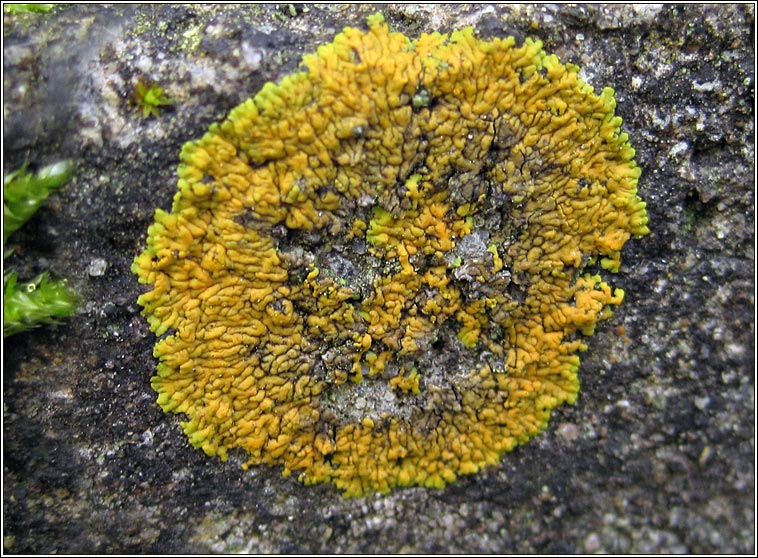 Caloplaca flavescens