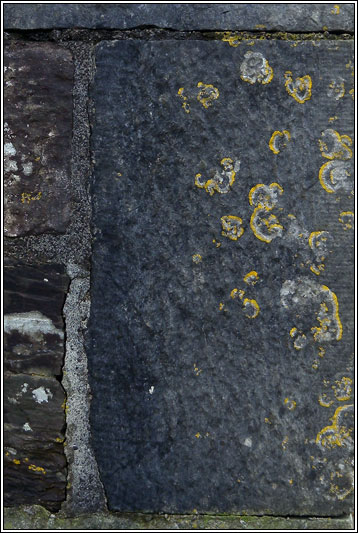 Caloplaca flavescens
