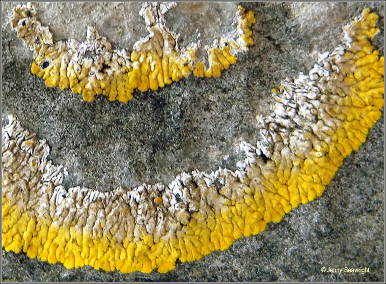 Caloplaca flavescens