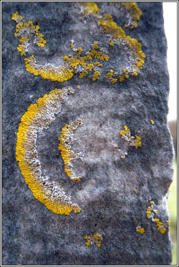 Caloplaca flavescens