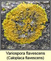 Variospora flavescens, Caloplaca flavescens