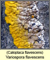 Caloplaca flavescens