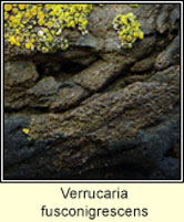 Verrucaria fusconigrescens