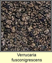 Verrucaria fusconigrescens