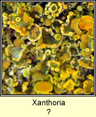 Xanthoria