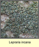 Lepraria incana