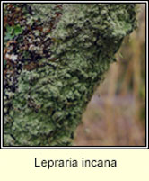 Lepraria incana