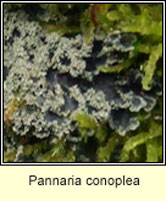 Pannaria conoplea