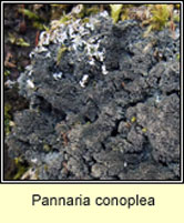 Pannaria conoplea