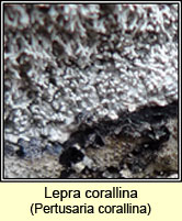 Lepra corallina, Pertusaria corallina