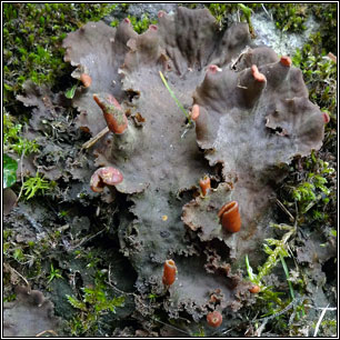 Peltigera praetextata