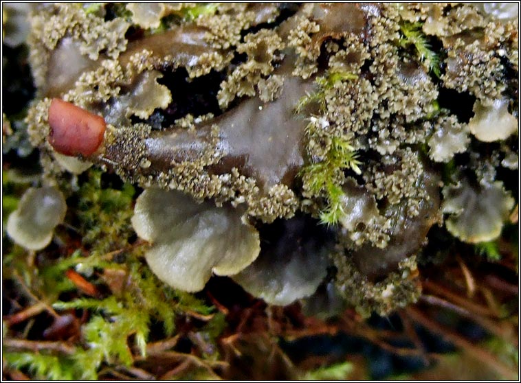 Peltigera praetextata