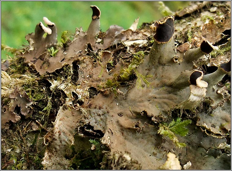 Peltigera praetextata