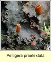 Peltigera praetextata