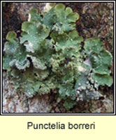 Punctelia borreri