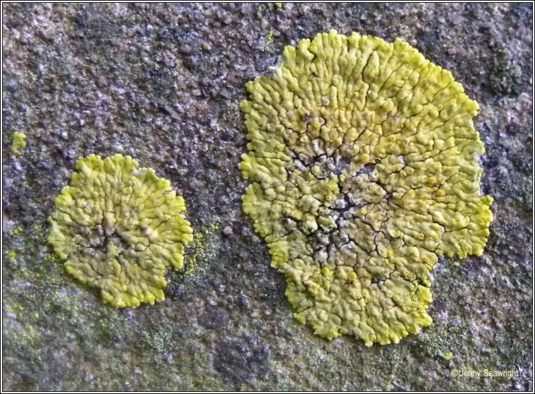 Candelariella medians