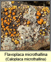 Caloplaca microthallina