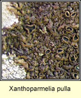 Neofuscella delisei